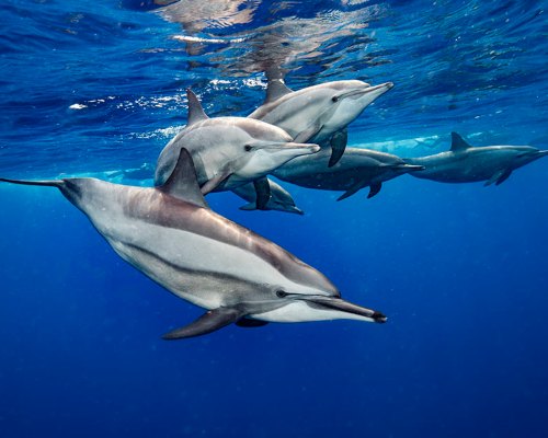 buceo con delfines mar abierto