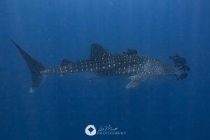 Galapagos_tiburon ballena