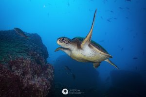Galapagos_tortugas marinas