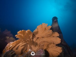 Galapagos buceo