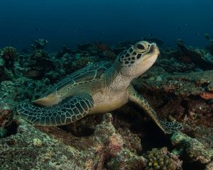 fuvahmulah tortugas maldivas