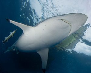 tiburones buceo