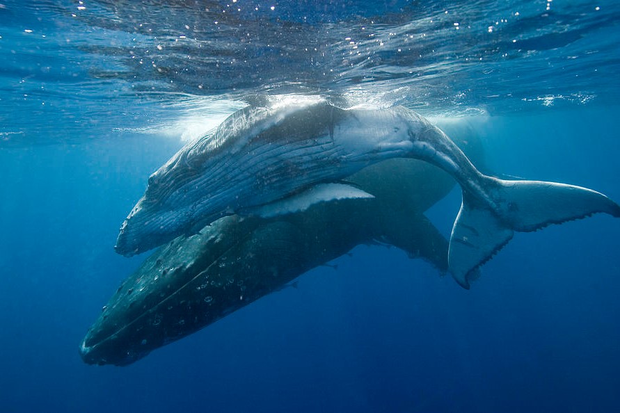 ballenas tonga