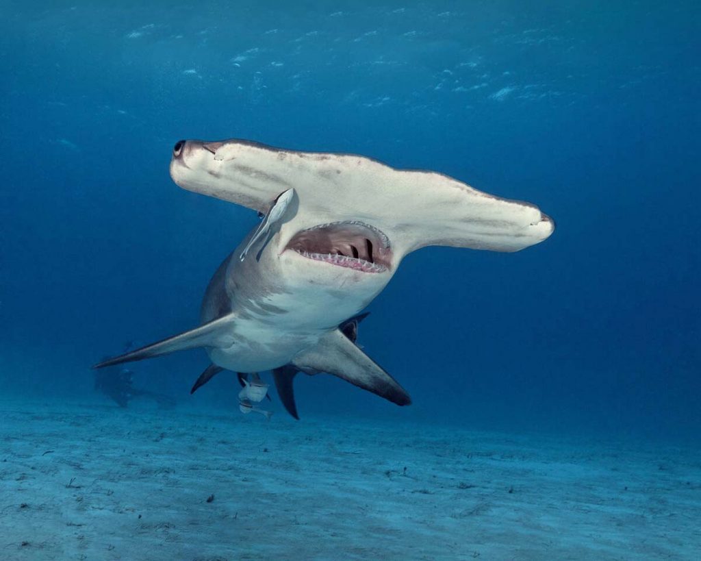 tiburones bahamas