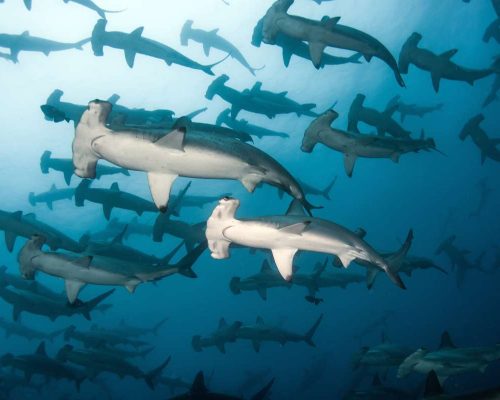 isla coco buceo tiburones