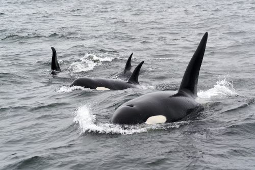 bucear con orcas