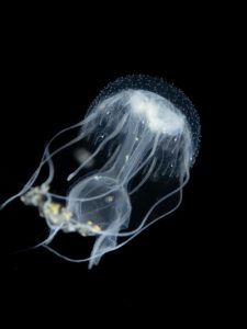 medusa aguas profundas