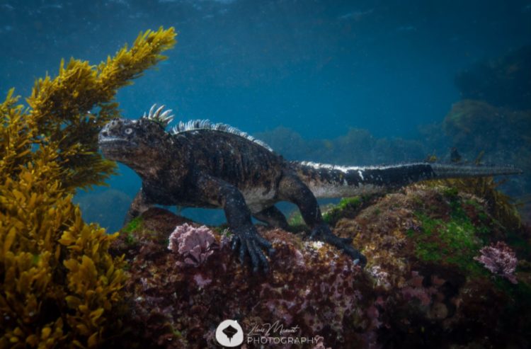 iguana marina galapagos