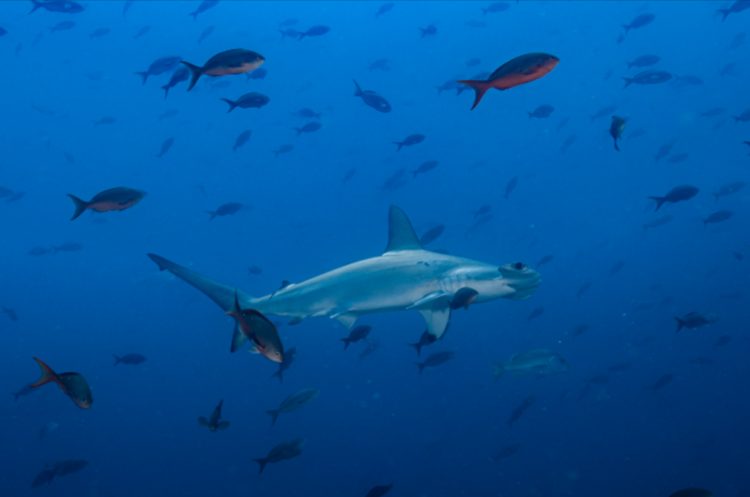 tiburon martillo galapagos